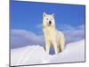 Arctic Grey Wolf in Snow, Idaho, USA-Tom Vezo-Mounted Photographic Print