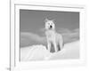 Arctic Grey Wolf in Snow, Idaho, USA-Tom Vezo-Framed Photographic Print