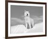 Arctic Grey Wolf in Snow, Idaho, USA-Tom Vezo-Framed Photographic Print