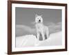 Arctic Grey Wolf in Snow, Idaho, USA-Tom Vezo-Framed Photographic Print