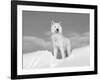 Arctic Grey Wolf in Snow, Idaho, USA-Tom Vezo-Framed Photographic Print