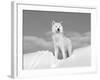 Arctic Grey Wolf in Snow, Idaho, USA-Tom Vezo-Framed Photographic Print