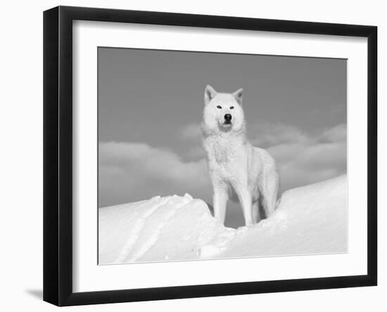 Arctic Grey Wolf in Snow, Idaho, USA-Tom Vezo-Framed Photographic Print