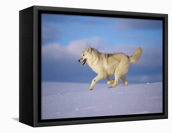 Arctic Grey Wolf, Running Through Snow, USA-Lynn M. Stone-Framed Stretched Canvas