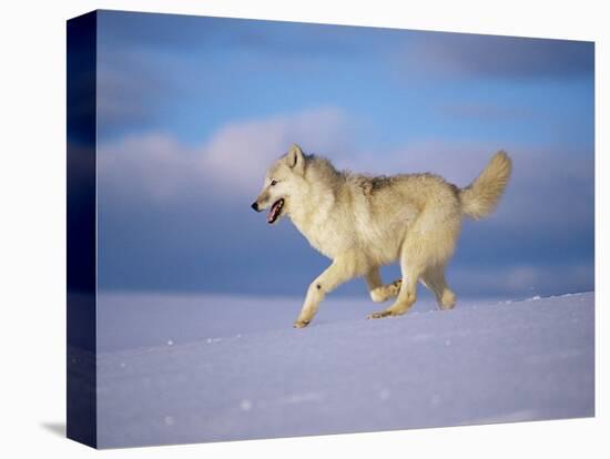 Arctic Grey Wolf, Running Through Snow, USA-Lynn M. Stone-Stretched Canvas