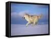 Arctic Grey Wolf, Running Through Snow, USA-Lynn M. Stone-Framed Stretched Canvas