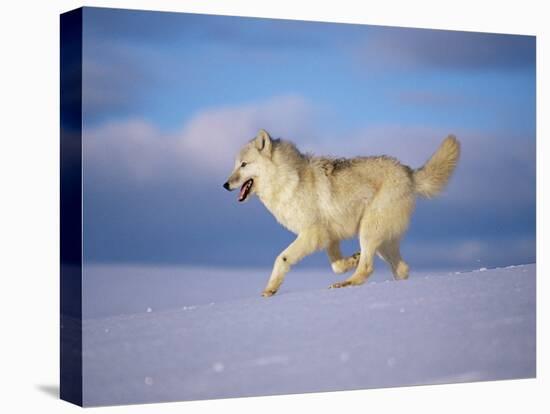 Arctic Grey Wolf, Running Through Snow, USA-Lynn M. Stone-Stretched Canvas