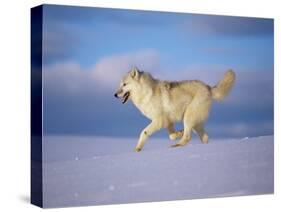 Arctic Grey Wolf, Running Through Snow, USA-Lynn M. Stone-Stretched Canvas