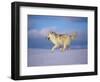 Arctic Grey Wolf, Running Through Snow, USA-Lynn M. Stone-Framed Premium Photographic Print