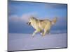 Arctic Grey Wolf, Running Through Snow, USA-Lynn M. Stone-Mounted Premium Photographic Print