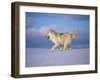 Arctic Grey Wolf, Running Through Snow, USA-Lynn M. Stone-Framed Photographic Print