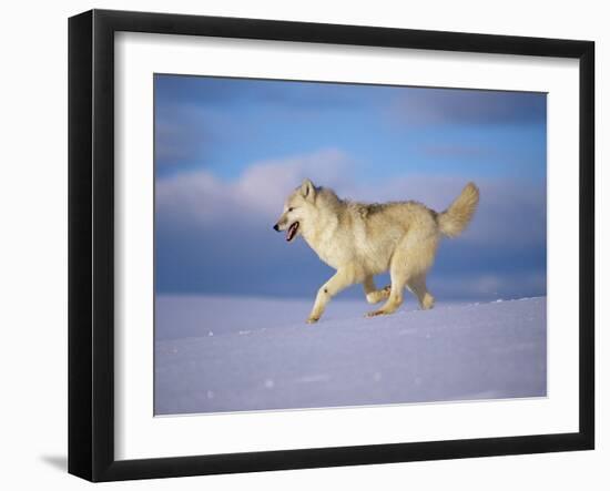 Arctic Grey Wolf, Running Through Snow, USA-Lynn M. Stone-Framed Photographic Print