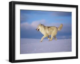 Arctic Grey Wolf, Running Through Snow, USA-Lynn M. Stone-Framed Photographic Print