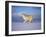 Arctic Grey Wolf, Running Through Snow, USA-Lynn M. Stone-Framed Photographic Print