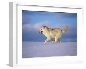 Arctic Grey Wolf, Running Through Snow, USA-Lynn M. Stone-Framed Photographic Print