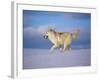 Arctic Grey Wolf, Running Through Snow, USA-Lynn M. Stone-Framed Photographic Print