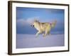 Arctic Grey Wolf, Running Through Snow, USA-Lynn M. Stone-Framed Photographic Print