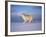 Arctic Grey Wolf, Running Through Snow, USA-Lynn M. Stone-Framed Photographic Print