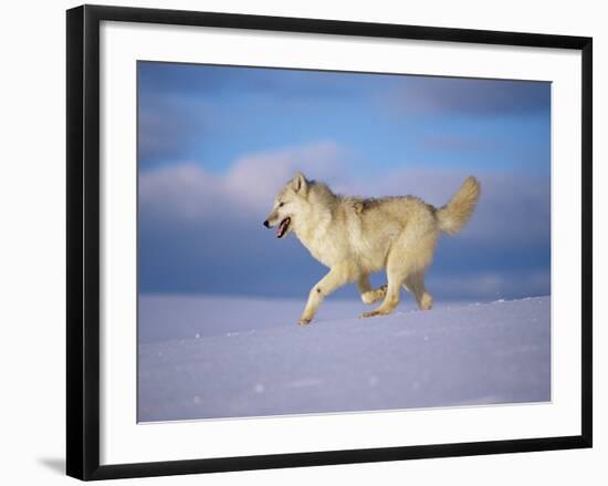 Arctic Grey Wolf, Running Through Snow, USA-Lynn M. Stone-Framed Photographic Print