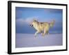 Arctic Grey Wolf, Running Through Snow, USA-Lynn M. Stone-Framed Photographic Print