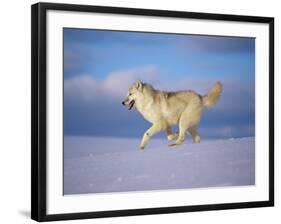 Arctic Grey Wolf, Running Through Snow, USA-Lynn M. Stone-Framed Photographic Print