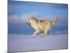 Arctic Grey Wolf, Running Through Snow, USA-Lynn M. Stone-Mounted Photographic Print
