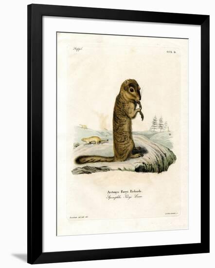 Arctic Ground Squirrel-null-Framed Giclee Print