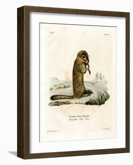 Arctic Ground Squirrel-null-Framed Giclee Print