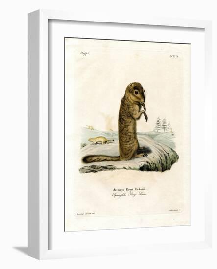 Arctic Ground Squirrel-null-Framed Giclee Print