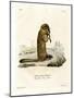 Arctic Ground Squirrel-null-Mounted Giclee Print