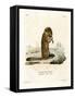 Arctic Ground Squirrel-null-Framed Stretched Canvas