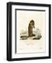 Arctic Ground Squirrel-null-Framed Giclee Print
