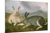 Arctic Hare, 1841-John James Audubon-Mounted Art Print