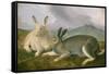 Arctic Hare, 1841-John James Audubon-Framed Stretched Canvas