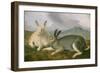 Arctic Hare, 1841-John James Audubon-Framed Art Print