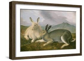 Arctic Hare, 1841-John James Audubon-Framed Art Print