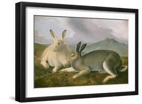 Arctic Hare, 1841-John James Audubon-Framed Art Print