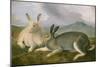 Arctic Hare, 1841-John James Audubon-Mounted Art Print