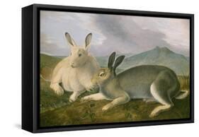 Arctic Hare, 1841-John James Audubon-Framed Stretched Canvas