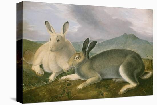 Arctic Hare, 1841-John James Audubon-Stretched Canvas