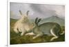 Arctic Hare, c.1841-John James Audubon-Framed Giclee Print