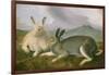 Arctic Hare, c.1841-John James Audubon-Framed Giclee Print