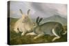 Arctic Hare, c.1841-John James Audubon-Stretched Canvas