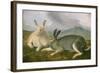 Arctic Hare, c.1841-John James Audubon-Framed Giclee Print