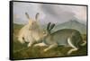 Arctic Hare, c.1841-John James Audubon-Framed Stretched Canvas