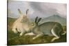 Arctic Hare, c.1841-John James Audubon-Stretched Canvas