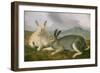 Arctic Hare, c.1841-John James Audubon-Framed Premium Giclee Print