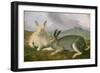 Arctic Hare, c.1841-John James Audubon-Framed Premium Giclee Print