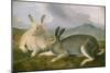 Arctic Hare, c.1841-John James Audubon-Mounted Premium Giclee Print