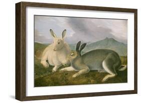 Arctic Hare, c.1841-John James Audubon-Framed Giclee Print